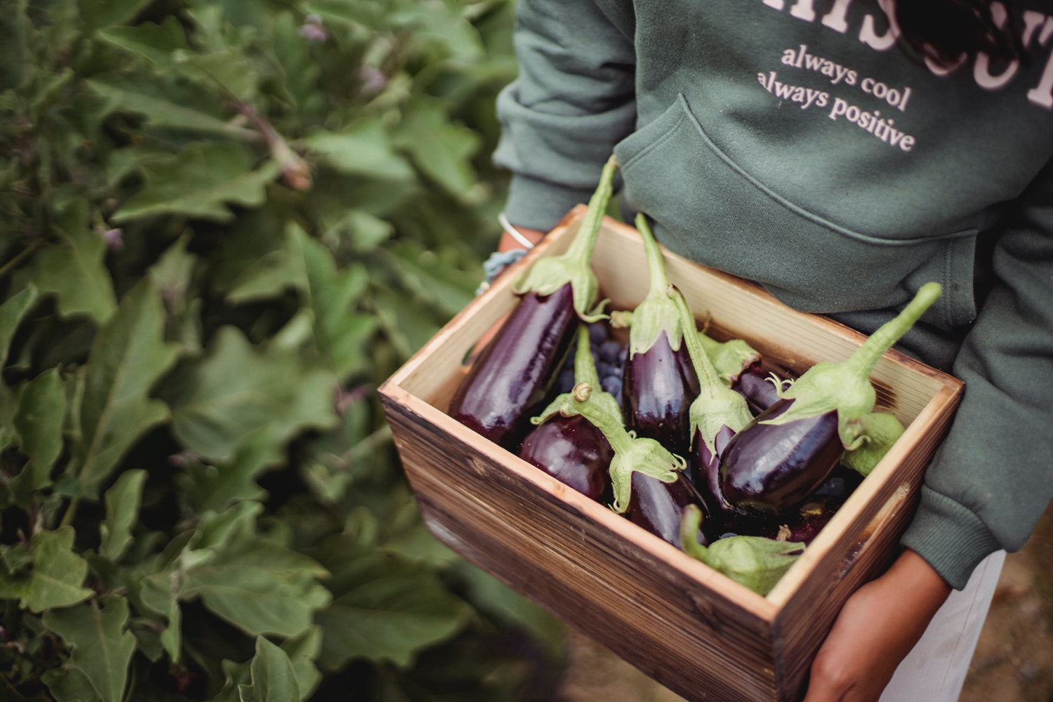 blog post about eggplants