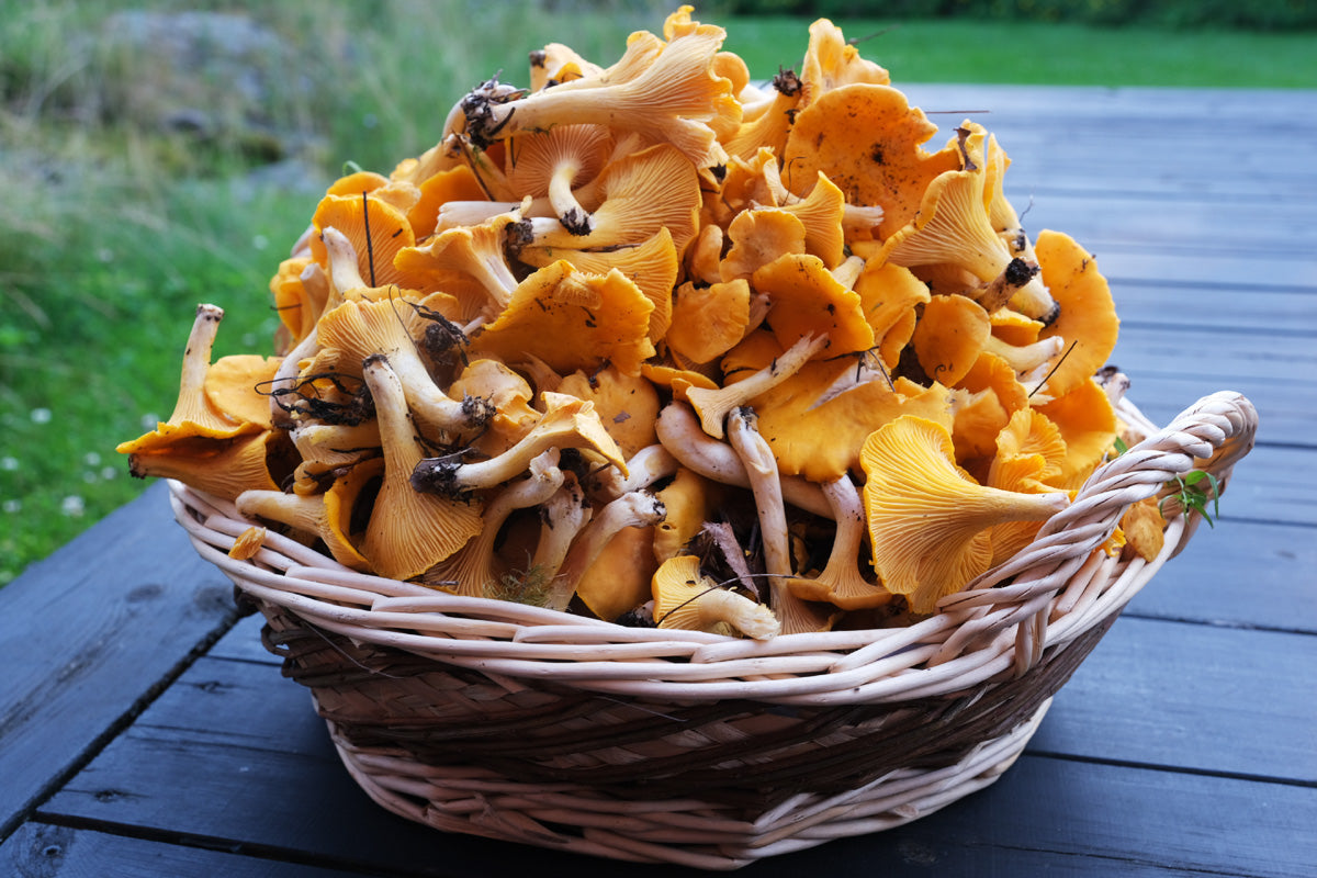 Chanterelle Mushrooms