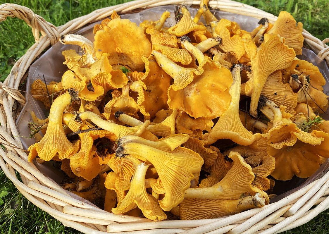 Exploring the Benefits of Chanterelle Mushrooms